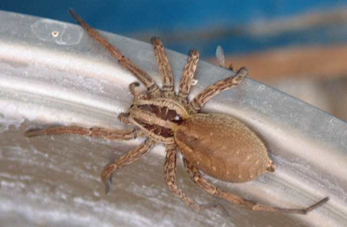 Hogna radiata